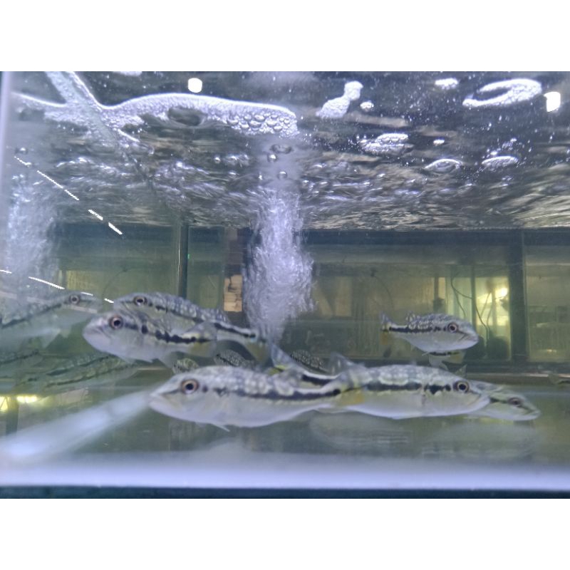 IKAN PBASS BROCOPONDO