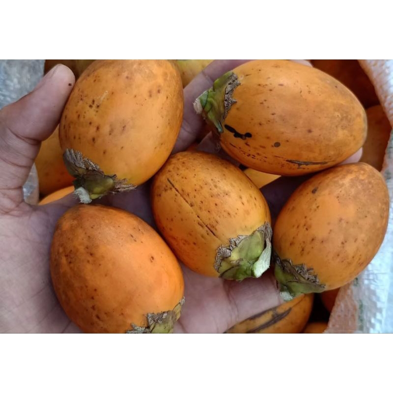 

Buah pinang tua 1 kg