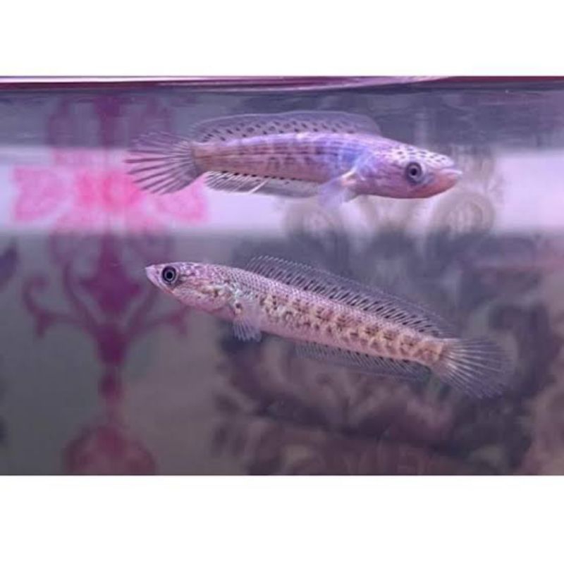 Baby channa auranti cb single tank