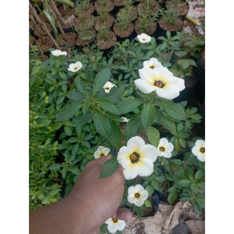 Tanaman Hias Turnera Bunga Pukul Sembilan Tanaman Turnera