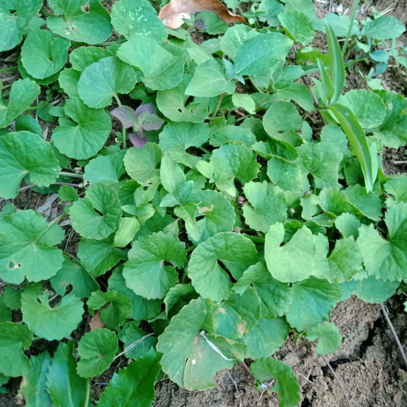 

daun pegagan/daun antanan 500gram lalapan herbal alami hasil alam