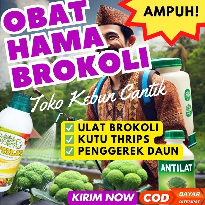 Pestisida Alami Brokoli ANTILAT - Obat Pupuk Nabati Ampuh Atasi Kutu Daun, Ulat Grayak, Ulat Kubis P
