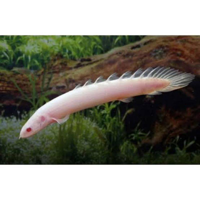 palmas albino atau ikan naga putih 9-12cm no rijek + stiker m