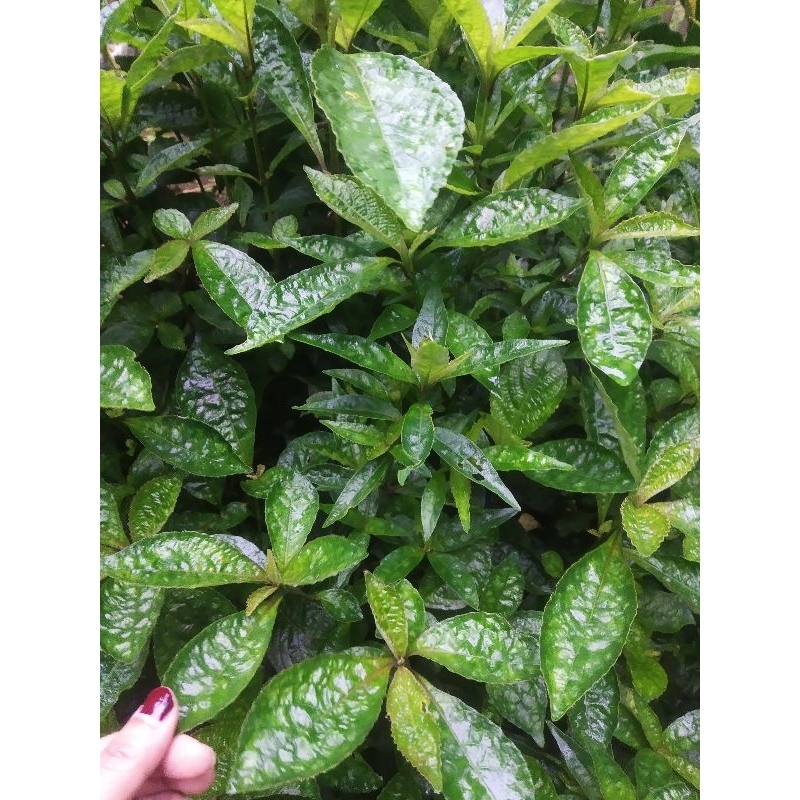 

Daun pecah beling | keji beling harga per 100 lembar