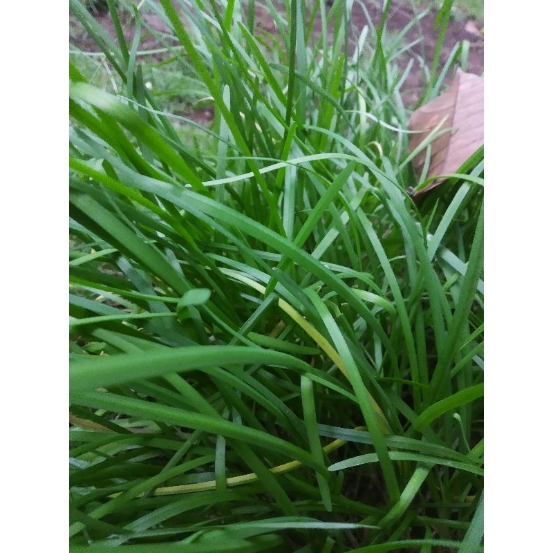 Bibit daun bawang ganda | Bawang jepang harga per 5 bibit