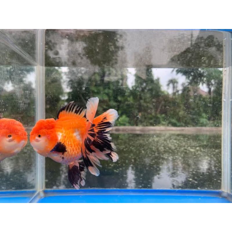 ikan hias Goldfish ikan koki medium