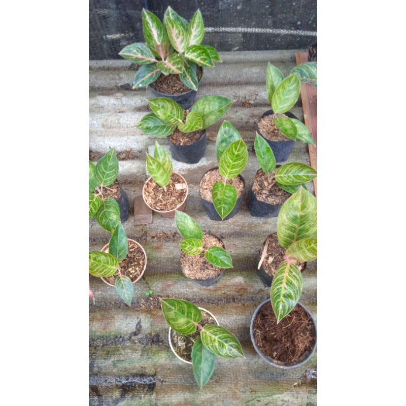 aglonema kresna golden