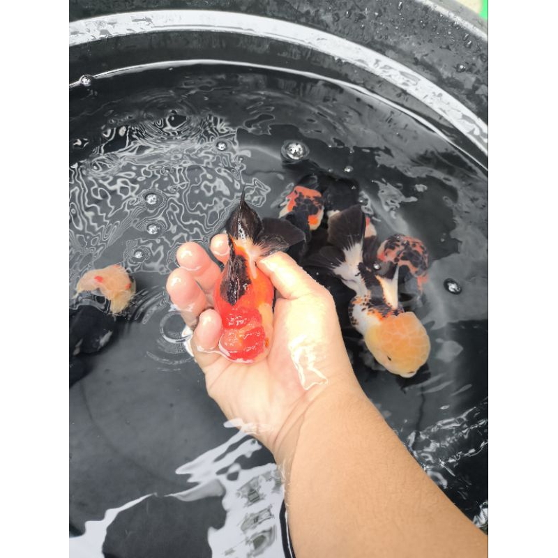 Ikan Mas Koki Oranda Panda 3 Colour Rose Tail Jumbo Size 14-15 cm