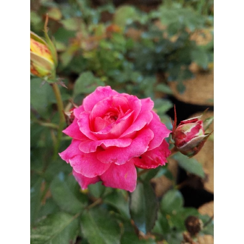 indukan bunga mawar Floribunda pink tanaman hidup