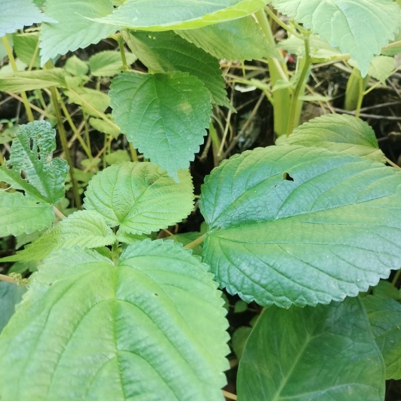 

Daun jelatang atau daun pulus segar per 500 grm