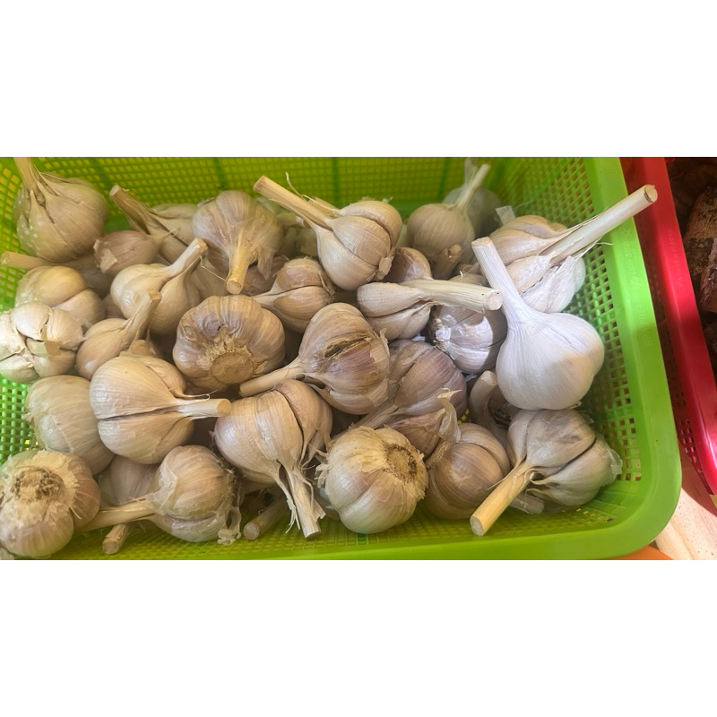 

bawang putih fresh