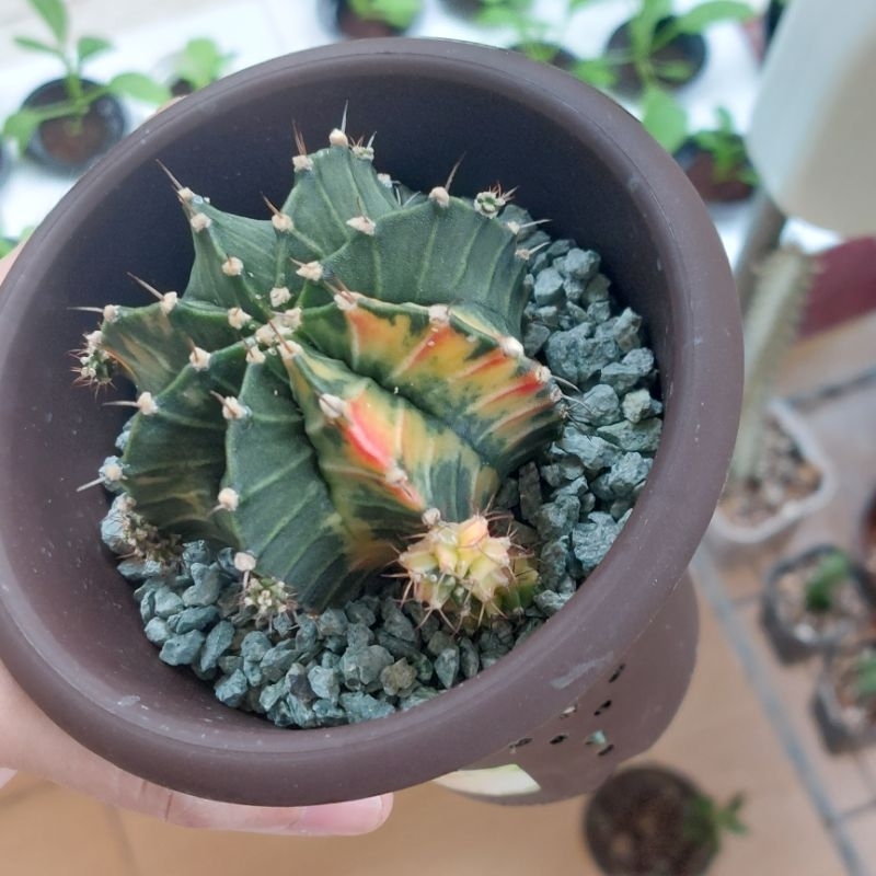 Kaktus Sukulen Astrophytum LB Miha Hybrid Var Varigata