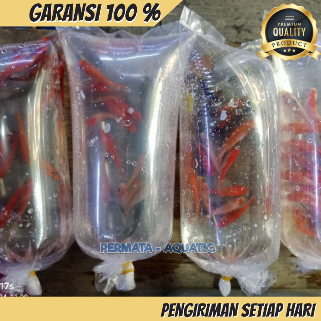 IKAN MAS PAKAN PREDATOR, IKAN MAS KECIL