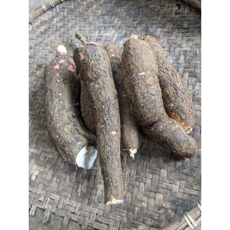 

TERMURAH !!!! SINGKONG MENTAH 10KG SINGKONG EMPUK