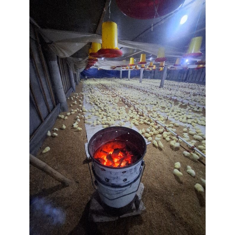 pemanas arang tungku pemanas pemanas ayam ayam potong doc