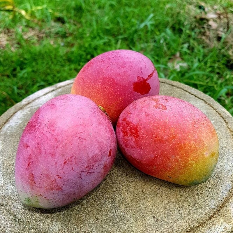 Bibit Mangga Irwin Tinggi 1 Meter Hasil Okulasi