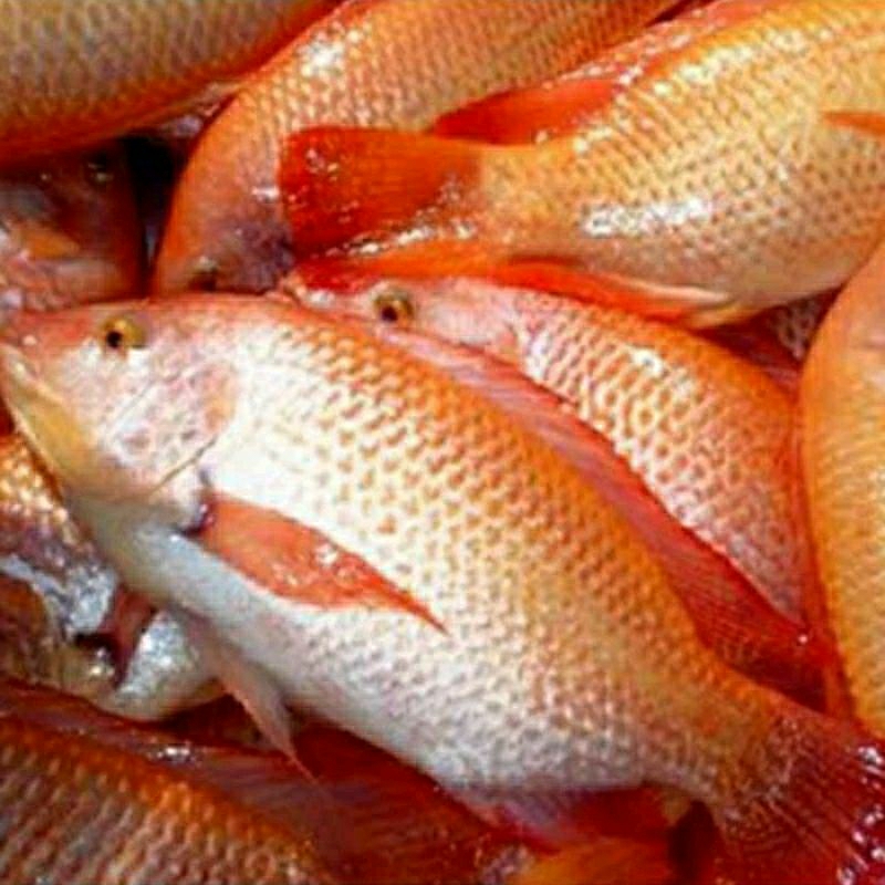 

Ikan Nila Fresh 1kg
