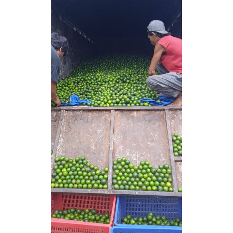 

jeruk peras netto 1 kg