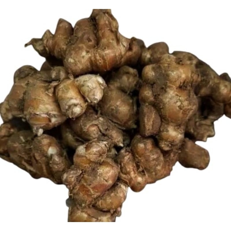 

kencur segar 1kg kencur asli bumbu seblak