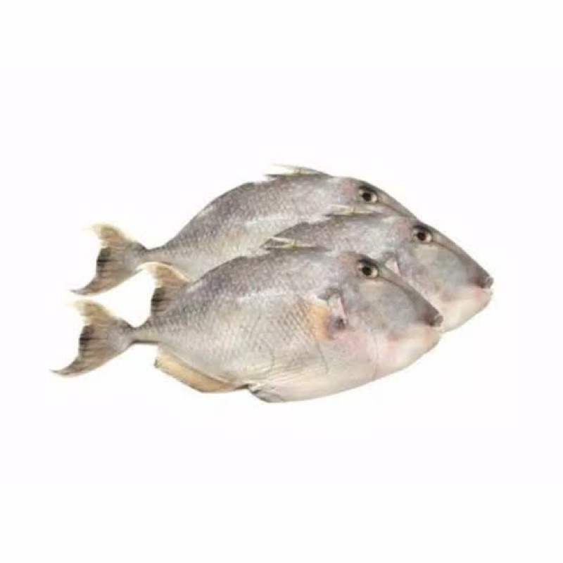 

Ikan Etong Fresh 1kg Ikan Ayam Ayam Ikan Jebong Ikan Kambing 1kg