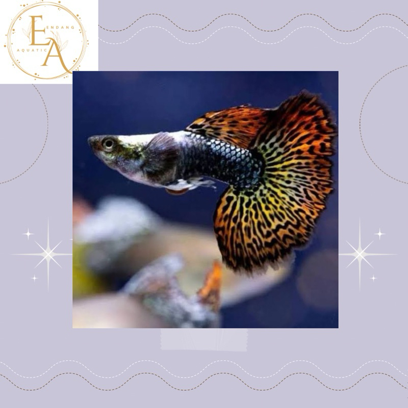 replika guppy cendol dragon cobra ekor lebar hiasan aquarium