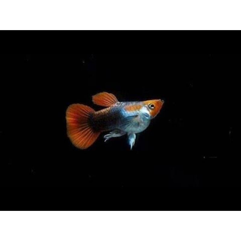 Stiker Tuxedo Blue Koi 2 pasang 100.000