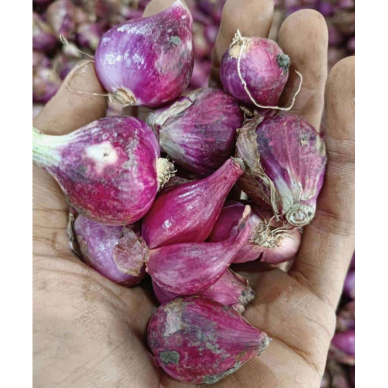 

Bawang Merah Murah Kualitas A+