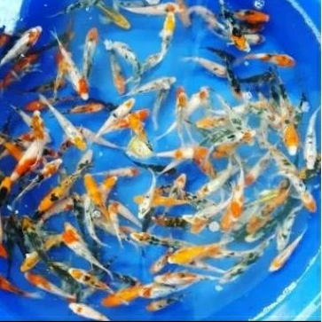 

HIASAN KOLAM - KOI SUKABUMI UKURAN 12 -13 CM