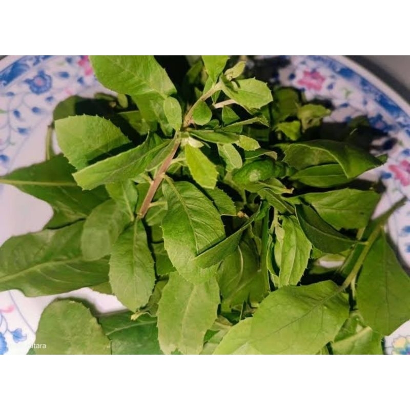 

Daun beluntas Daun luntas 600g Dikirim keadaan segar 100% herbal