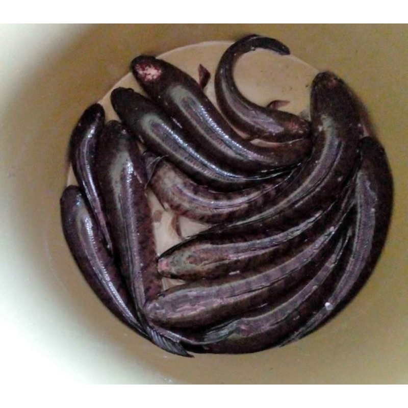 

Ikan Haruan / Ikan Gabus Berat 500 Grm