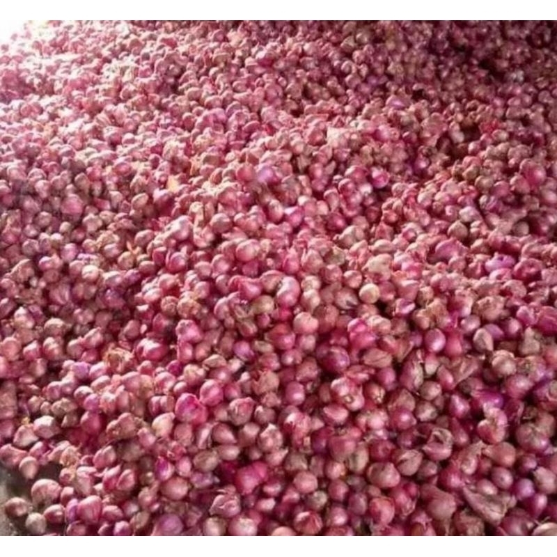 

bawang merah kecil 1 kg