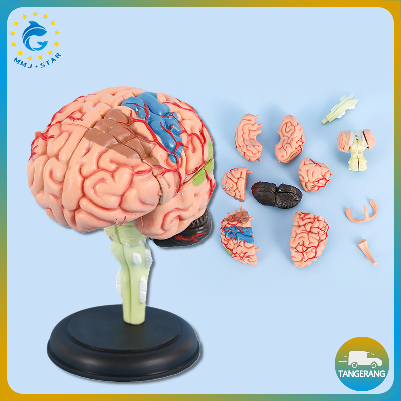 Human Brain Model For Teaching-Brain Anatomy Model 4D Dapat Dilepas