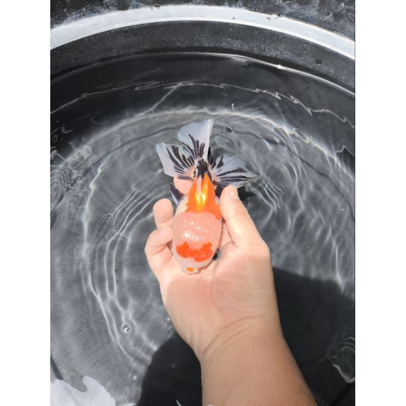 Ikan Mas Koki Oranda 3 Colour Rose Tail Jumbo Size 16 cm