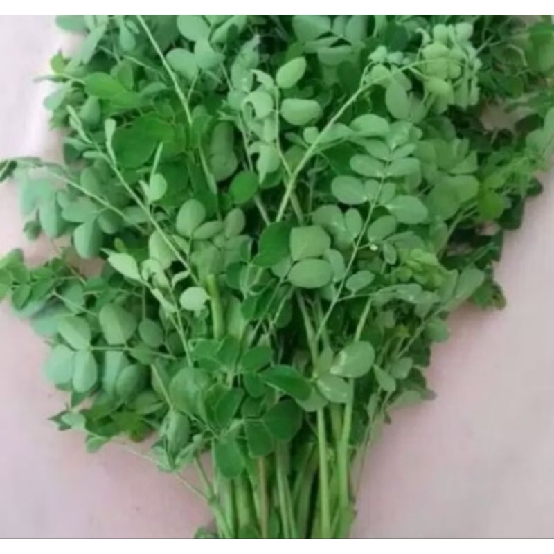

Daun kelor murni
