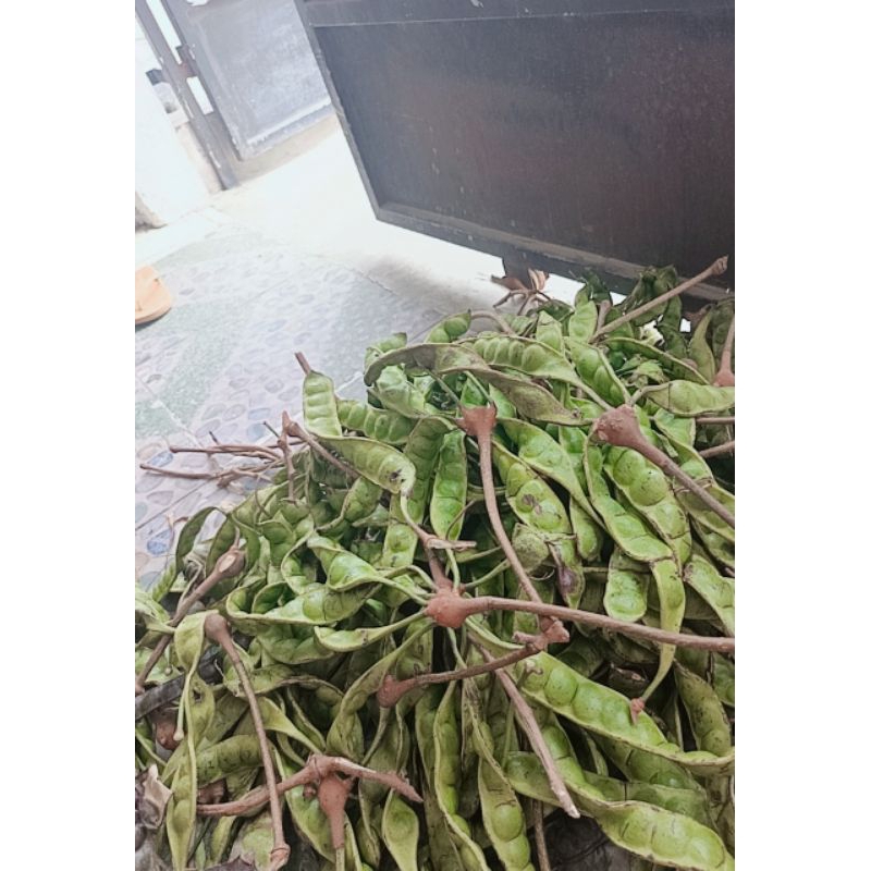 

PETAI PENDEK 10 PAPAN