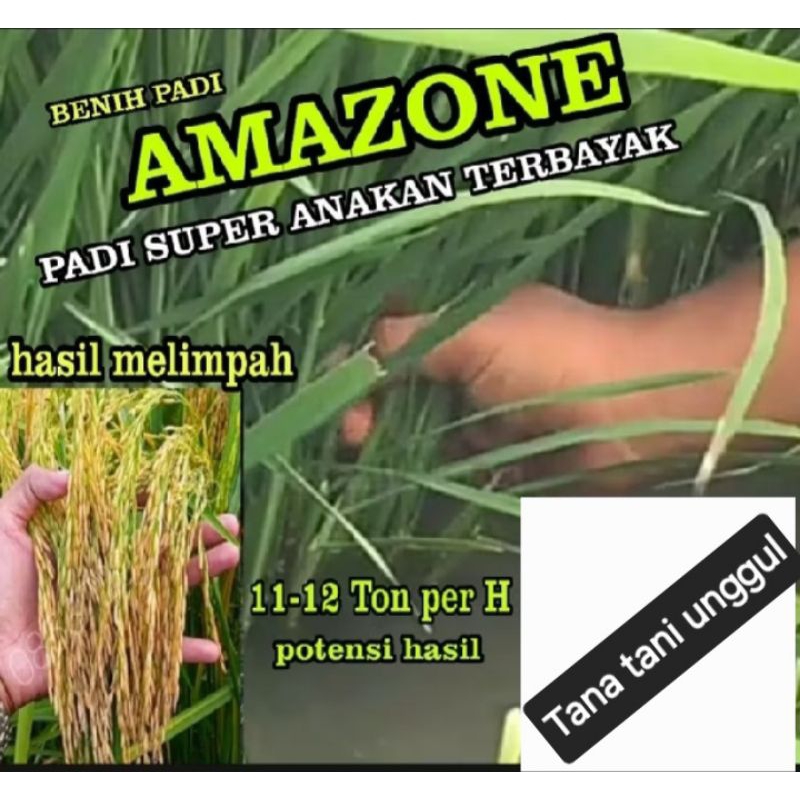 Benih bibit padi super amazone 218/1kg