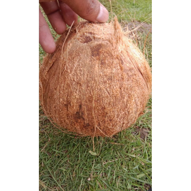 

kelapa tua