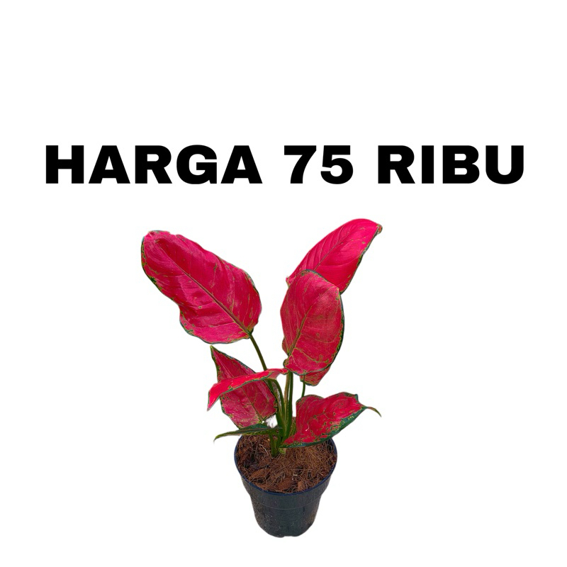 ETALASE 75 RIBU