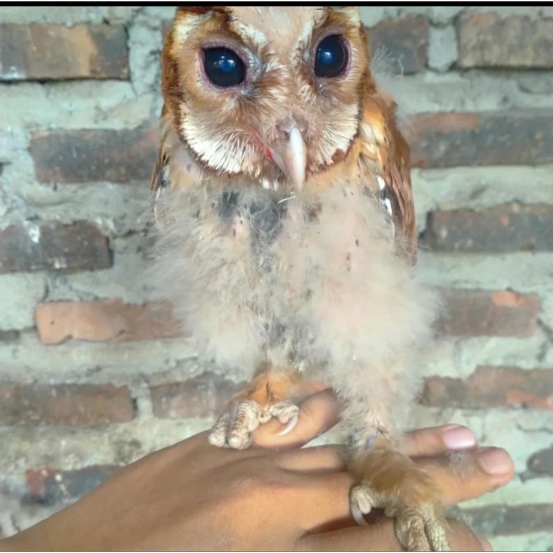 OWL / BURUNG HANTU / OBAY / BAY OWL / ORIENTAL BAY OWL / ANAK BURUNG HANTU