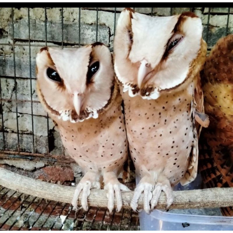 OWL / BURUNG HANTU / OBAY / BAY OWL / ORIENTAL BAY OWL