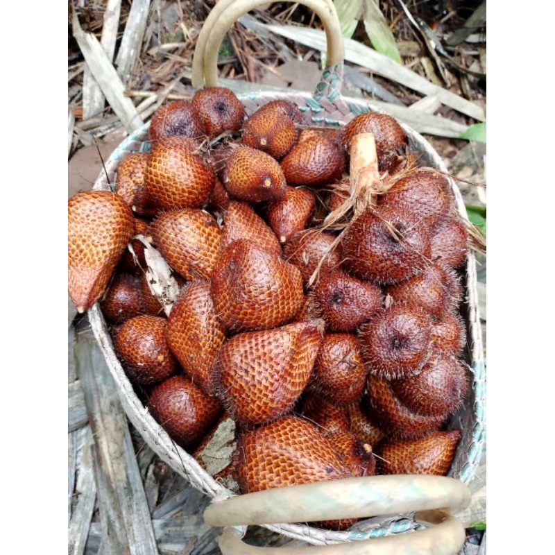 Salak Pondoh Turi