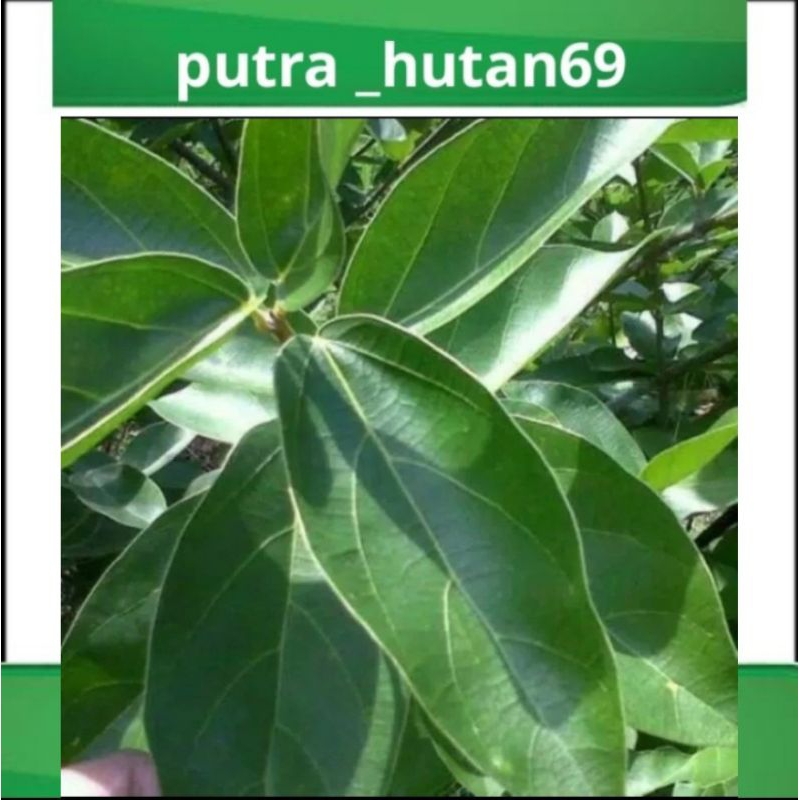 

DAUN KIPANAS/DAUN CINCAU 1KG HERBAL