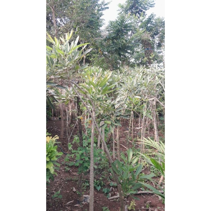 1,5 Meter Tabebuya Kuning Batang Besar Pengiriman Cargo