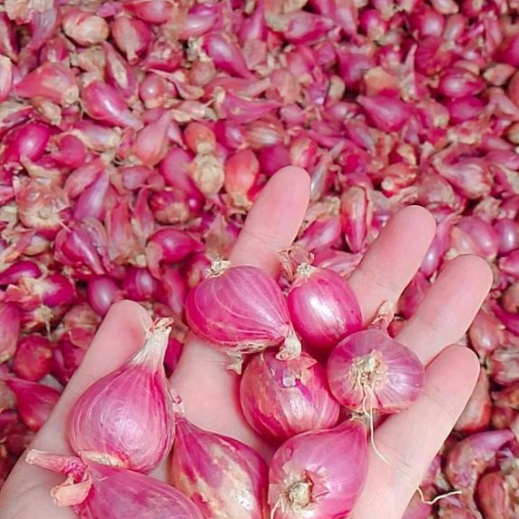 

BAWANG MERAH BERAT 1 KG BAWANG MERAH PROBOLINGGO