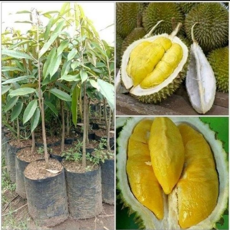 Bibit Buah DURIAN MUSANG KING