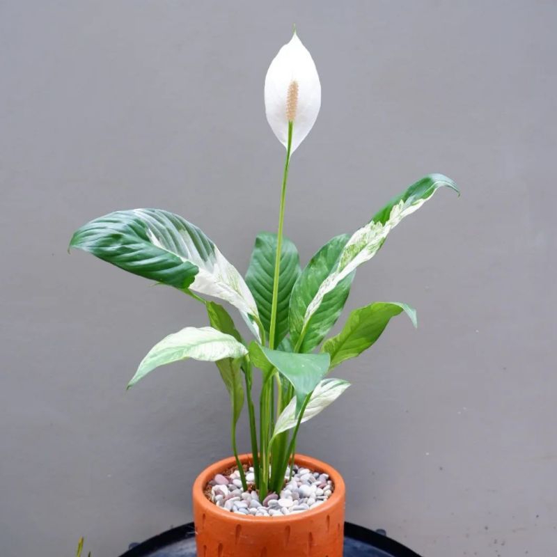Tanaman peace lily - tanaman peace lily variegata