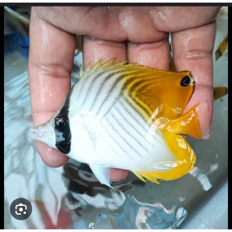 

ikan kepe auriga