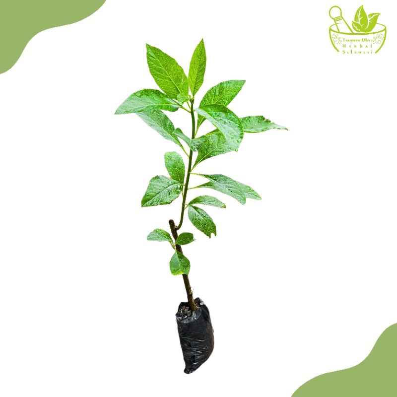 Tanaman Herbal Daun Afrika/Bibit Tanaman Obat Daun Afrika/Bibit Tanaman Obat Daun Klorofil