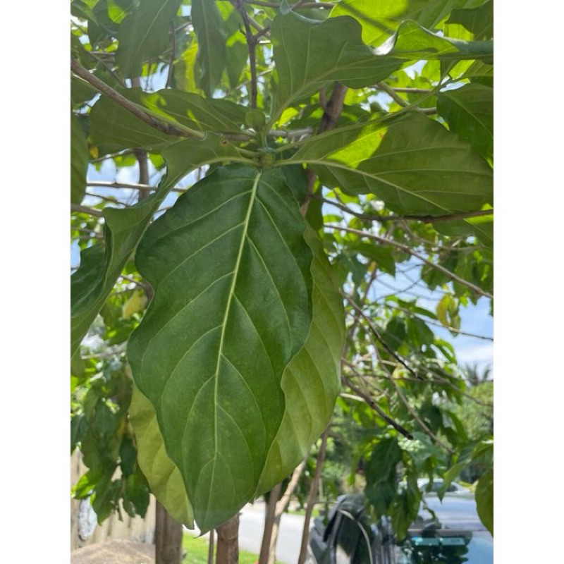 

Daun Mengkudu | Daun Mengkudu Segar | Daun Mengkudu Fresh/Segar Baru di Petik | Daun Mengkudu Untuk Kesehatan | Berat 250gr