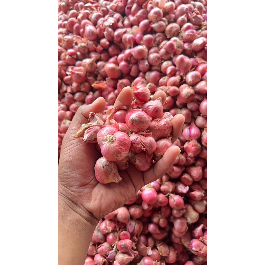

BAWANG MERAH FULL SUPER GARANSI PENGEMBALIAN JIKA TIDAK BESAR - 500 Gram
